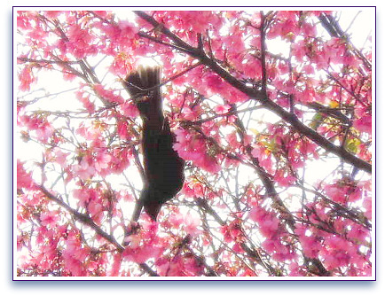 サクラ さくら 桜