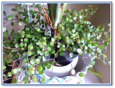 観葉植物と遊ぶ