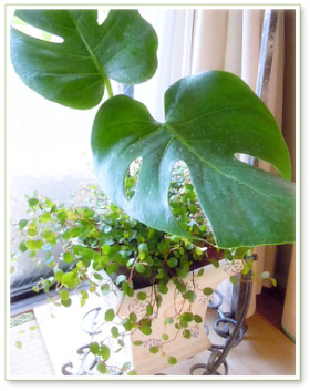 観葉植物と遊ぶ