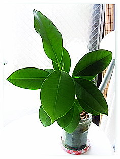 最高最善に・・・とコマンド