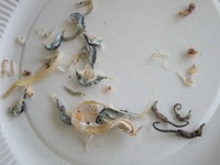 ちりめんモンスター探し