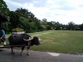 沖縄 ビオスの丘 亜熱帯 自然 散策 水牛車 散歩 やすらぎ 感動 生命 北谷 泊まる 宿泊 長期滞在 ロングステイ マンスリー ウィークリー リゾートの住人 番頭 サービスアパート ホテル コンドミニアム