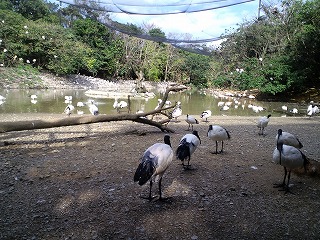 沖縄 名護 動植物公園 ネオパークオキナワ フラミンゴ ヤンバルクイナ 軽便鉄道 北谷 ホテル コンドミニアム 泊まる 宿泊 長期滞在 ロングステイ マンスリー ウィークリー リゾートの住人 番頭 サービスアパート