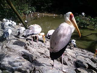 沖縄 名護 動植物公園 ネオパークオキナワ フラミンゴ ヤンバルクイナ 軽便鉄道 北谷 ホテル コンドミニアム 泊まる 宿泊 長期滞在 ロングステイ マンスリー ウィークリー リゾートの住人 番頭 サービスアパート