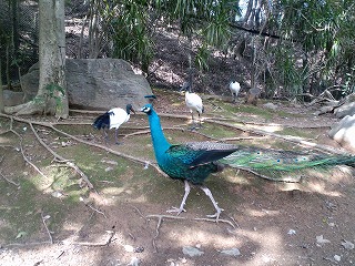 沖縄 名護 動植物公園 ネオパークオキナワ フラミンゴ ヤンバルクイナ 軽便鉄道 北谷 ホテル コンドミニアム 泊まる 宿泊 長期滞在 ロングステイ マンスリー ウィークリー リゾートの住人 番頭 サービスアパート
