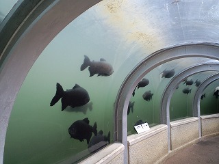沖縄 名護 動植物公園 ネオパークオキナワ フラミンゴ ヤンバルクイナ 軽便鉄道 北谷 ホテル コンドミニアム 泊まる 宿泊 長期滞在 ロングステイ マンスリー ウィークリー リゾートの住人 番頭 サービスアパート