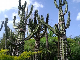 沖縄 名護 動植物公園 ネオパークオキナワ フラミンゴ ヤンバルクイナ 軽便鉄道 北谷 ホテル コンドミニアム 泊まる 宿泊 長期滞在 ロングステイ マンスリー ウィークリー リゾートの住人 番頭 サービスアパート