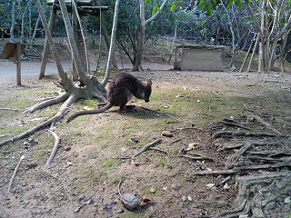沖縄 名護 動植物公園 ネオパークオキナワ フラミンゴ ヤンバルクイナ 軽便鉄道 北谷 ホテル コンドミニアム 泊まる 宿泊 長期滞在 ロングステイ マンスリー ウィークリー リゾートの住人 番頭 サービスアパート