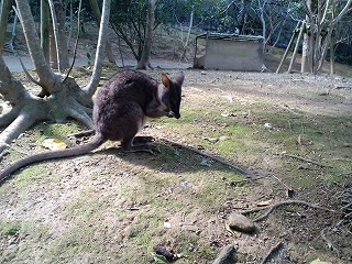 沖縄 名護 動植物公園 ネオパークオキナワ フラミンゴ ヤンバルクイナ 軽便鉄道 北谷 ホテル コンドミニアム 泊まる 宿泊 長期滞在 ロングステイ マンスリー ウィークリー リゾートの住人 番頭 サービスアパート