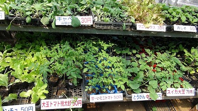 沖縄 南風原 南城市 軽便駅 かりゆし市 新鮮野菜 ゴーヤ 北谷 ホテル コンドミニアム ロングステイ 長期滞在 マンスリー ウェディング ウィークリー 泊まる 宿泊 リゾートの住人 番頭 サービスアパート