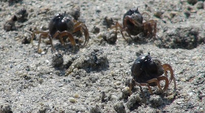 沖縄 泡瀬干潟 シオマネキ カニ 野生 自然 鳥 北谷 ホテル コンドミニアム ロングステイ 長期滞在 マンスリー ウィークリー 泊る 宿泊 リゾートの住人 番頭 サービスアパート