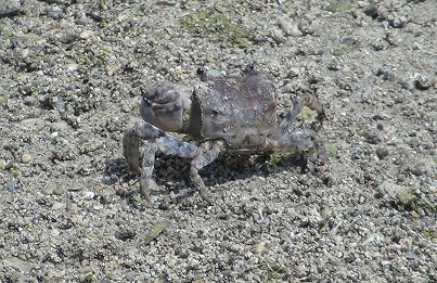 沖縄 泡瀬干潟 シオマネキ カニ 野生 自然 鳥 北谷 ホテル コンドミニアム ロングステイ 長期滞在 マンスリー ウィークリー 泊る 宿泊 リゾートの住人 番頭 サービスアパート