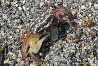 沖縄 泡瀬干潟 シオマネキ カニ 野生 自然 鳥 北谷 ホテル コンドミニアム ロングステイ 長期滞在 マンスリー ウィークリー 泊る 宿泊 リゾートの住人 番頭 サービスアパート