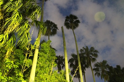 沖縄 那覇 末吉公園 ホタル 大ウナギ 観察会 自然 都市 北谷 ホテル コンドミニアム ロングステイ 長期滞在 マンスリー ウィークリー 泊る 宿泊 リゾートの住人
