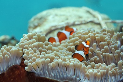 沖縄 ブセナ 海中展望塔 リゾート シャトルバス カクレクマノミ ブダイ 展望窓 水深4M 北谷 ホテル コンドミニアム ロングステイ 長期滞在 マンスリー ウィークリー 泊まる 宿泊 リゾートの住人 番頭 サービスアパート