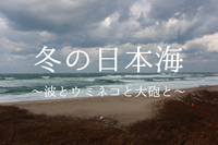 【日本海】冬の寒風が吹き荒れる日本海の様子を写真で。～波とウミネコと大砲と～