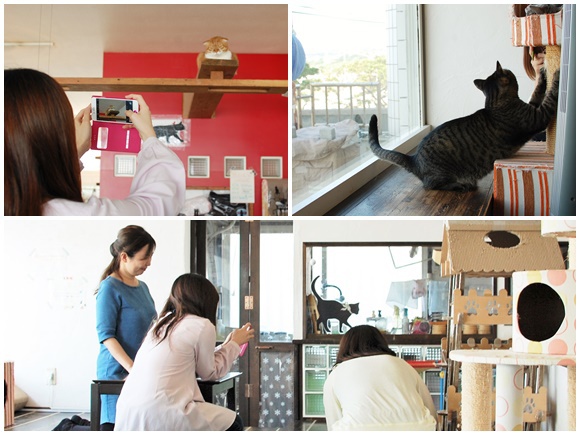 猫まるカフェ OKINAWA 店内