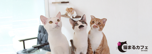 【ブロガーオフ会】締め切り間近!猫カフェで猫まみれのオフ会参加者募集中です! 【ブロガーオフ会】締め切り間近!猫カフェで猫まみれのオフ会参加者募集中です!