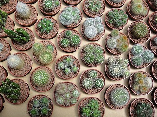 サボテン入荷 サボテン入荷