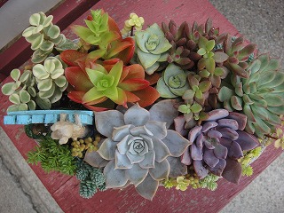 オーダーの寄せ植え オーダーの寄せ植え