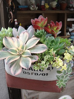 オーダーの寄せ植え オーダーの寄せ植え