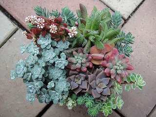 オーダーの寄せ植え オーダーの寄せ植え