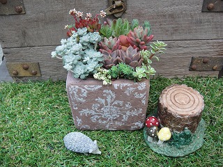 オーダーの寄せ植え オーダーの寄せ植え