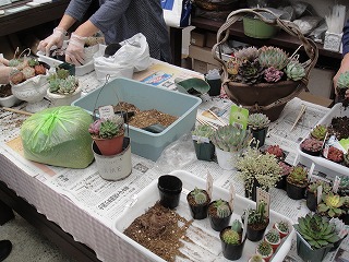 寄せ植え教室 寄せ植え教室