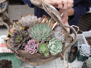 寄せ植え教室 寄せ植え教室