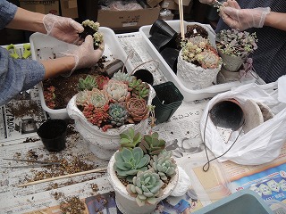 寄せ植え教室 寄せ植え教室
