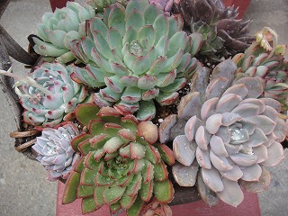 寄せ植え教室 寄せ植え教室