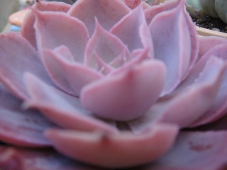 お花の妖精のリメ鉢 お花の妖精のリメ鉢