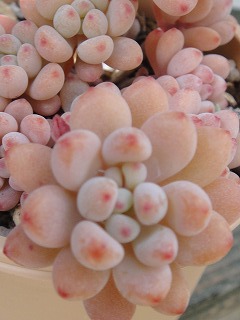 お花の妖精のリメ鉢 お花の妖精のリメ鉢