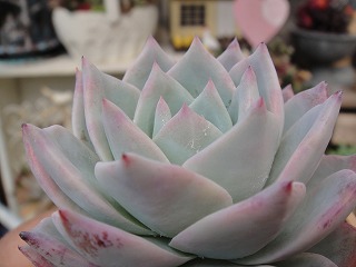 お花の妖精のリメ鉢 お花の妖精のリメ鉢