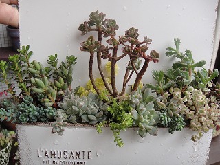 寄せ植え教室 寄せ植え教室