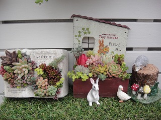 寄せ植えと入荷情報 寄せ植えと入荷情報
