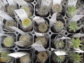 寄せ植えと入荷情報 寄せ植えと入荷情報