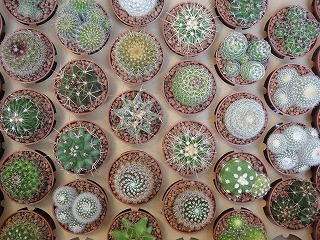 寄せ植えと入荷情報 寄せ植えと入荷情報