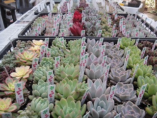 寄せ植えと入荷情報 寄せ植えと入荷情報