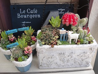 オーダーの寄せ植え オーダーの寄せ植え