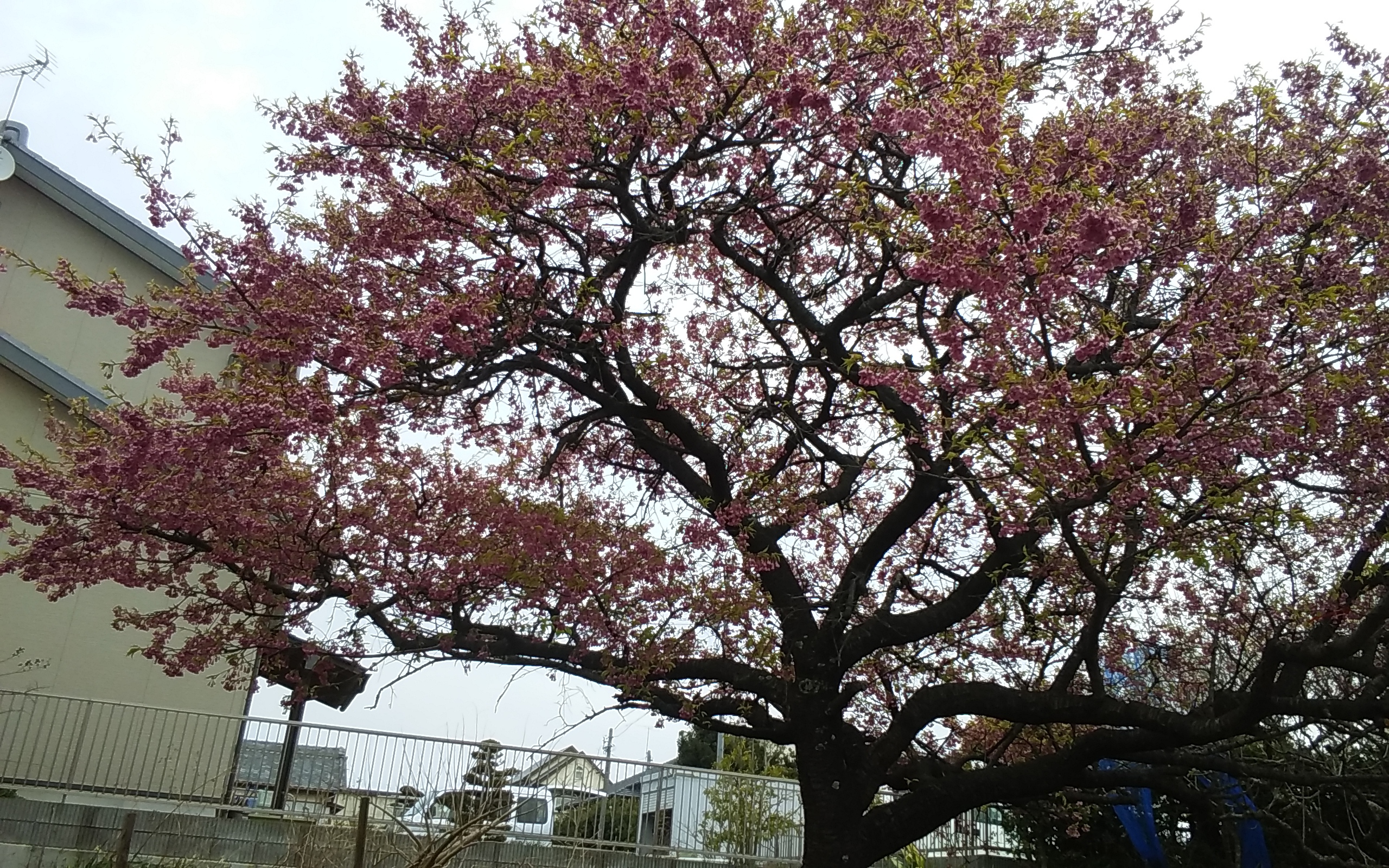 4月のお稽古(3/28現在) 4月のお稽古(3/28現在)