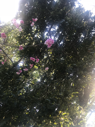 沖縄では桜が開花しています♡ 沖縄では桜が開花しています♡