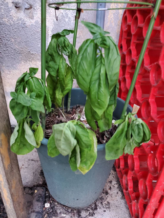 ヒトも植物も同じ☆水飲んでいますか? ヒトも植物も同じ☆水飲んでいますか?