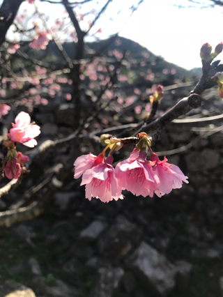 沖縄では桜が開花しています♡ 沖縄では桜が開花しています♡