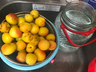 6月4日14時〜素粒水セミナー&梅酵素作りのご案内です。 6月4日14時〜素粒水セミナー&梅酵素作りのご案内です。