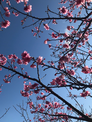 沖縄では桜が開花しています♡ 沖縄では桜が開花しています♡