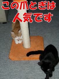 2009年06月26日