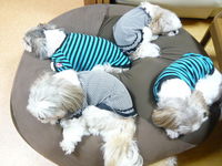 いつも傍には愛犬達が寄り添い