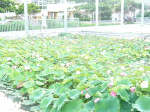 まるでパラダイス？蓮の花に囲まれて～♪in　沖縄