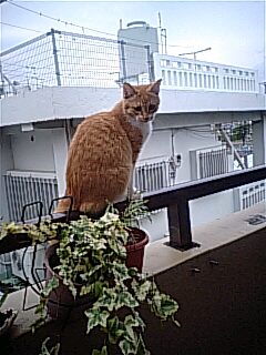 カントリーミュージックと沖縄民謡